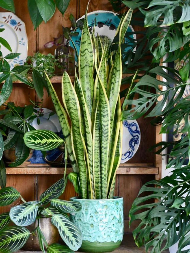 9 Indoor Plant to purify home air.